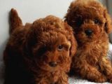 Safkan Toy Poddle