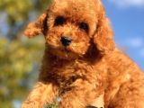 Safkan Toy Poodle Yavrular
