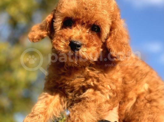 Safkan Toy Poodle Yavrular görsel