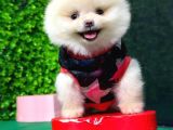 Safkan Pomerani̇an Boo