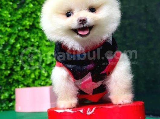 Safkan Pomerani̇an Boo görsel