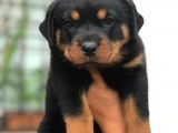Son Dişi Yavrular Rottweiler