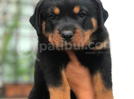 Son Dişi Yavrular Rottweiler görsel