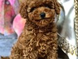 Orji̇nal Toy Poodle