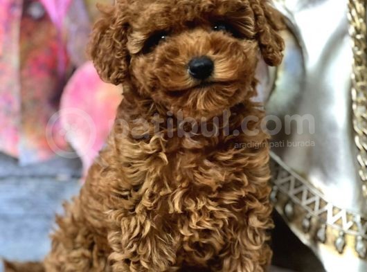 Orji̇nal Toy Poodle