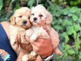 Irk Garantili Maltipoo