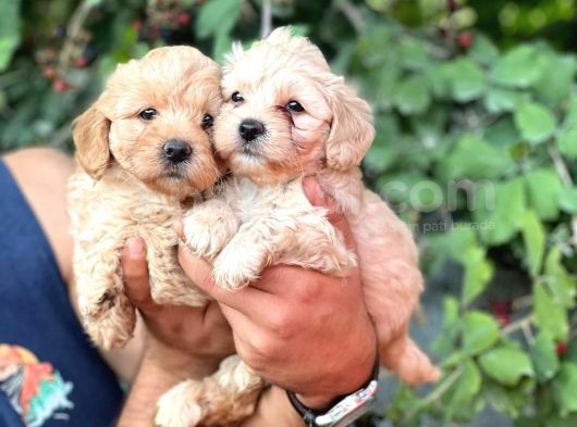 Irk Garantili Maltipoo görsel
