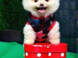Safkan Pomerani̇an Boo