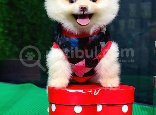 Safkan Pomerani̇an Boo görsel
