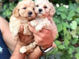 Irk Garantili Maltipoo