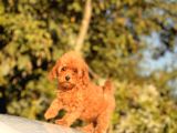 Safkan Toy Poodle Yavrular
