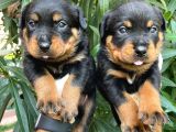 Son Dişi Yavrular Rottweiler