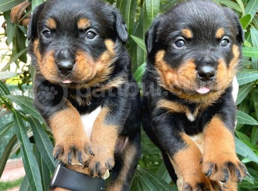 Son Dişi Yavrular Rottweiler