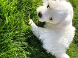 Orji̇nal Maltese Terri̇er