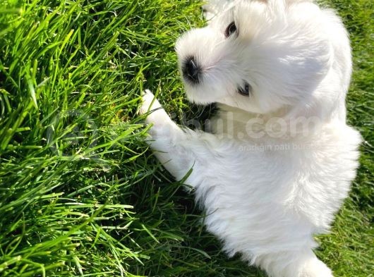 Orji̇nal Maltese Terri̇er görsel