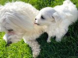 Orji̇nal Maltese Terri̇er