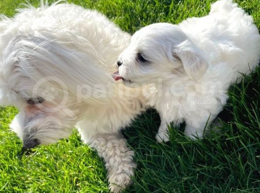 Orji̇nal Maltese Terri̇er görsel