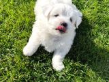 Orji̇nal Maltese Terri̇er