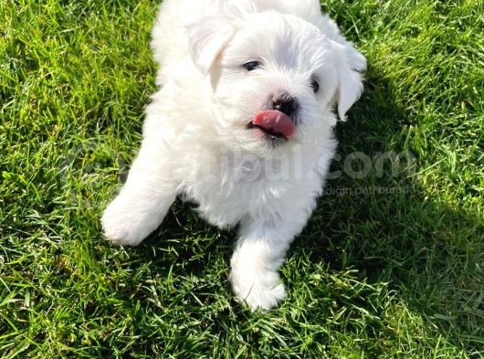Orji̇nal Maltese Terri̇er