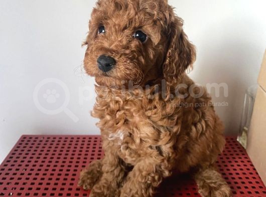 Orji̇nal Toy Poodle görsel