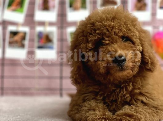 Irkinin En Güzel Toy Poodle Yavrulari görsel