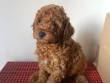 Orji̇nal Toy Poodle