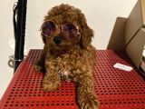 Orji̇nal Toy Poodle