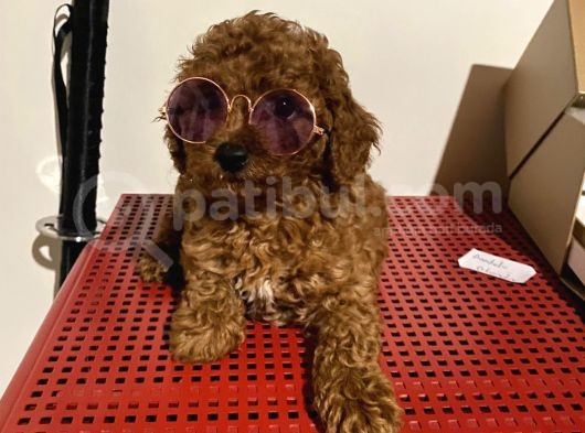 Orji̇nal Toy Poodle görsel