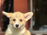 Turkiyede Tek Welsh Corgi Bebekler