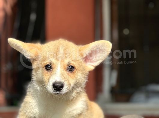 Turkiyede Tek Welsh Corgi Bebekler görsel