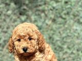Mini Boy Orjinal Poodle Yavrular