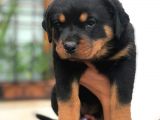 Son Dişi Yavrular Rottweiler