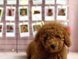 Irkinin En Güzel Toy Poodle Yavrulari