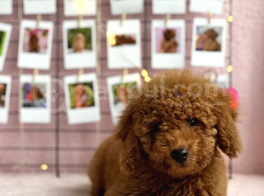 Irkinin En Güzel Toy Poodle Yavrulari görsel