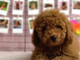 Irkinin en Güzel Toy Poodle Yavrulari