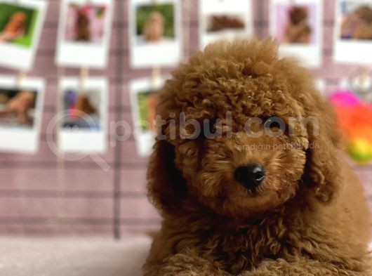 Irkinin En Güzel Toy Poodle Yavrulari