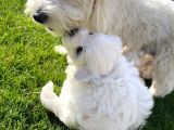 Orji̇nal Maltese Terri̇er