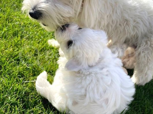 Orji̇nal Maltese Terri̇er görsel