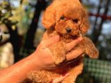 Safkan Toy Poodle Yavrular