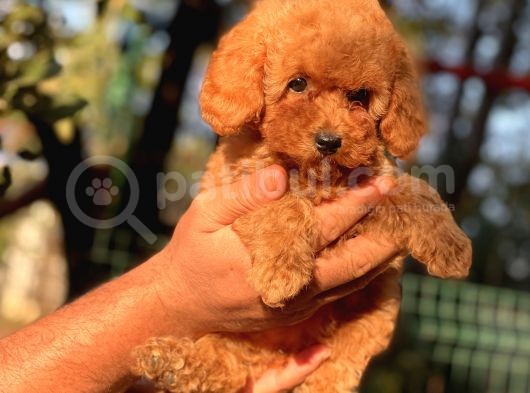 Safkan Toy Poodle Yavrular