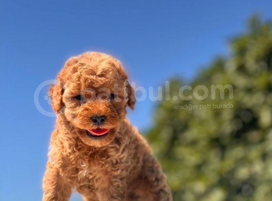 Türki̇yeni̇n En Güzel Toy Poodle Yavrulari