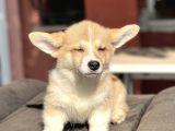 Turkiyede Tek Welsh Corgi Bebekler