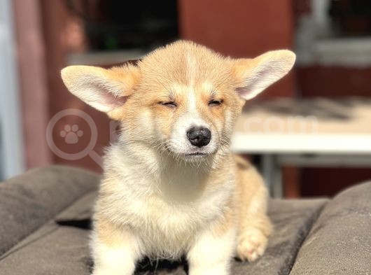 Turkiyede Tek Welsh Corgi Bebekler görsel