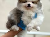 Muhteşem Güzellik Pomeranian Party Colour Erkek