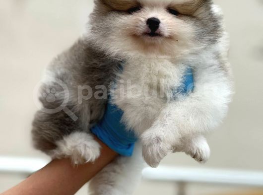 Muhteşem Güzellik Pomeranian Party Colour Erkek görsel