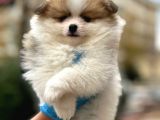 Muhteşem Güzellik Pomeranian Party Colour Erkek