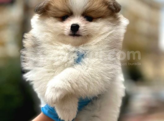 Muhteşem Güzellik Pomeranian Party Colour Erkek