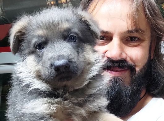 Turki̇ye De Bi̇r İlk Blue Alman Çoban Merakli̇si̇na görsel