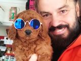Red Toy Poodle Yavrular
