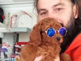 Red Toy Poodle Yavrular